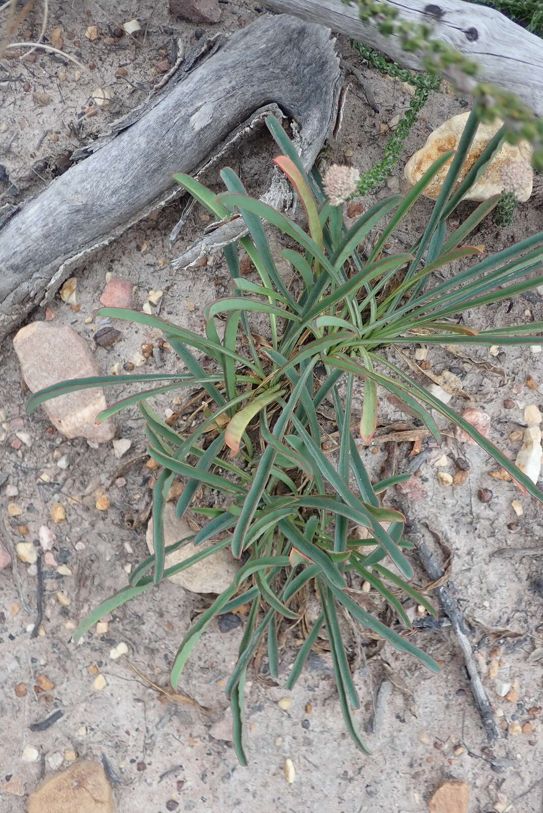 Sivun Euphorbia silenifolia (Haw.) Sweet kuva