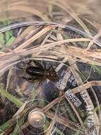 Image of Sphagnum Ground Cricket