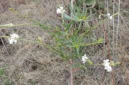 Image of false gaura