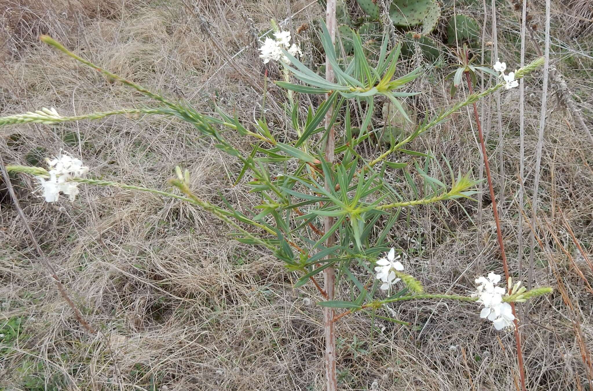 Image of false gaura