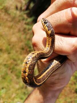 Image of Longtail Alpine Garter Snake