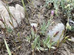 Xeranthemum inapertum (L.) Mill. resmi