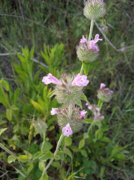 Imagem de Clinopodium vulgare subsp. orientale Bothmer