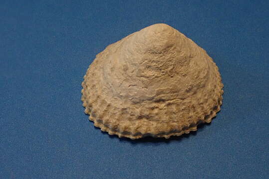 Image of talc limpet