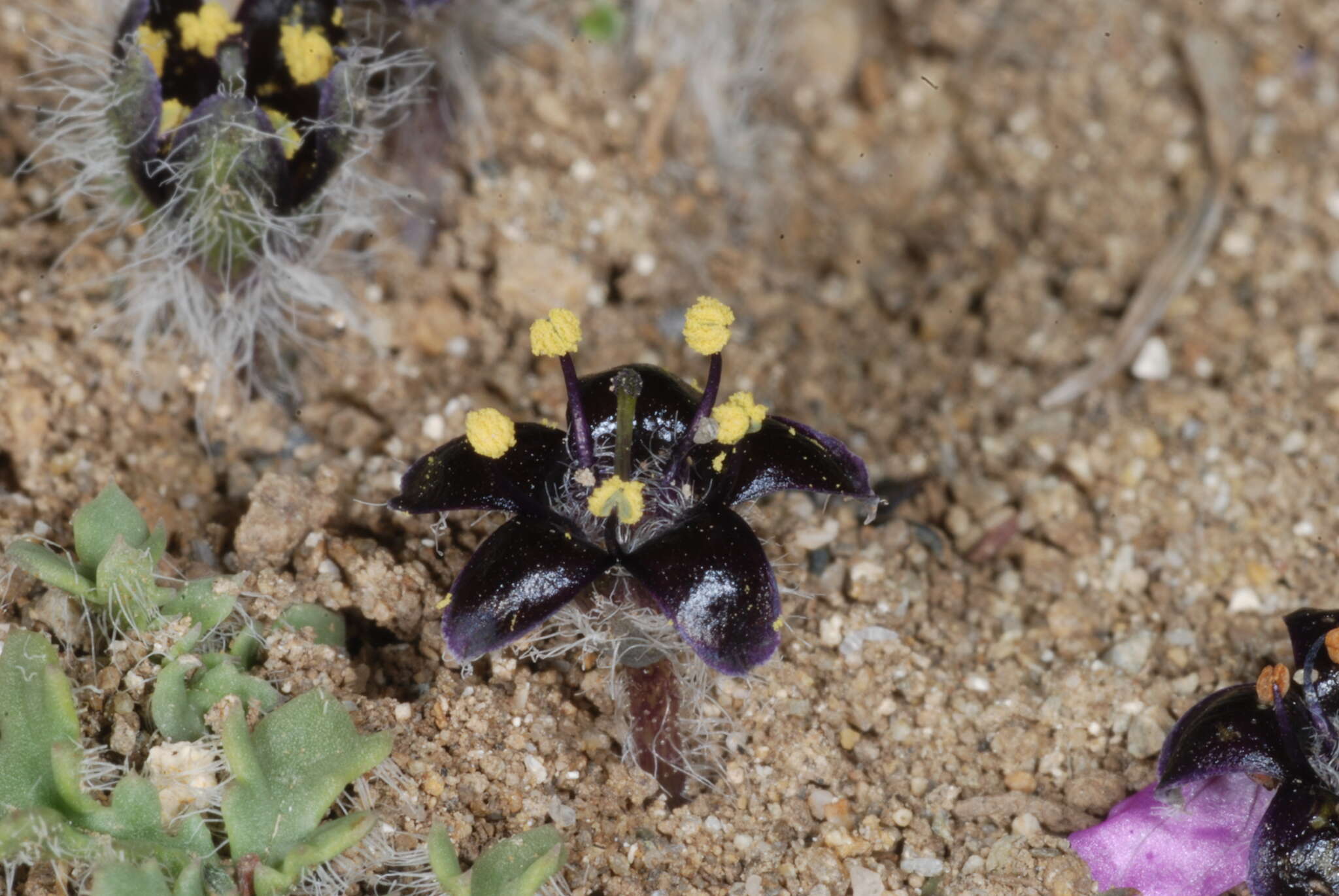 Image of Jaborosa magellanica (Griseb.) P. Dusen