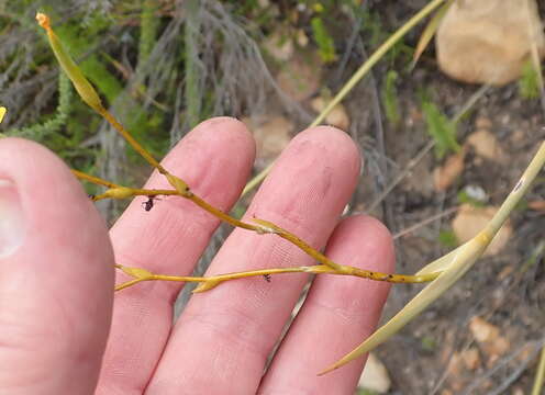 Image of Bobartia paniculata G. J. Lewis