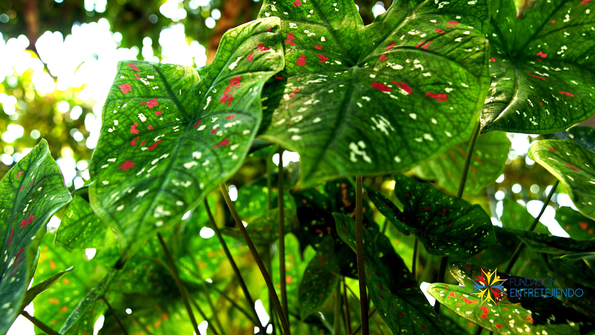 Image of Caladium bicolor (Aiton) Vent.