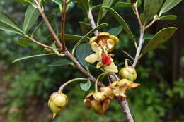 Image of Ternstroemia lineata DC.