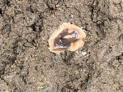 Image of New Zealand flatworm