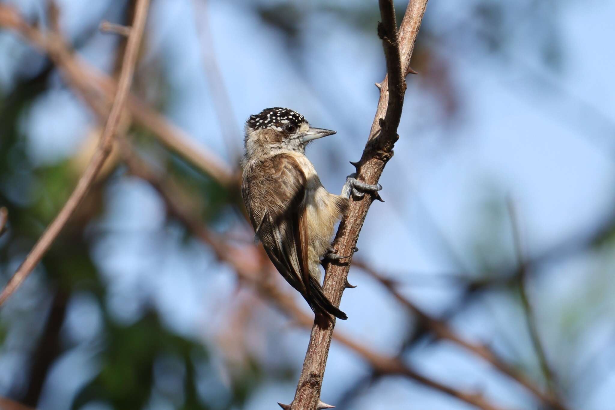 Image of Ochraceous Piculet