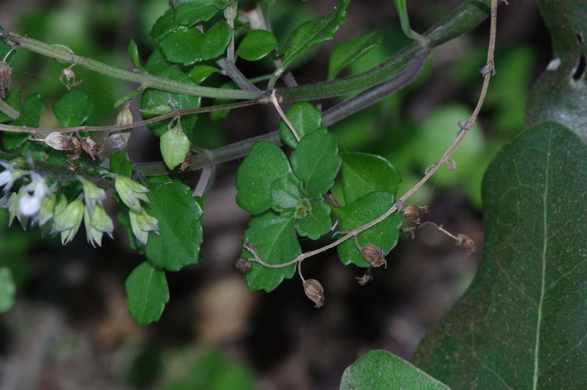 Image of Plectranthus lucidus (Benth.) van Jaarsv. & T. J. Edwards