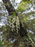 Image of Rhipidoglossum pulchellum (Summerh.) Garay