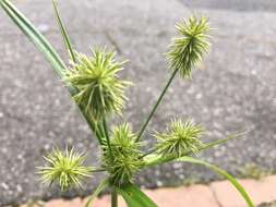 Image of manyflower flatsedge