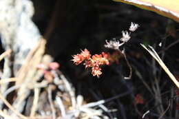 Image of Sedum mesoamericanum P. Carrillo & Pérez-Farr.