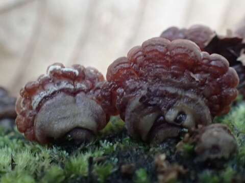 Image of Auricularia brasiliana Y. C. Dai & F. Wu 2015