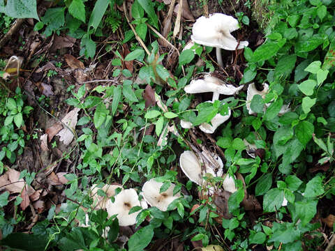 Termitomyces eurrhizus (Berk.) R. Heim 1942 resmi