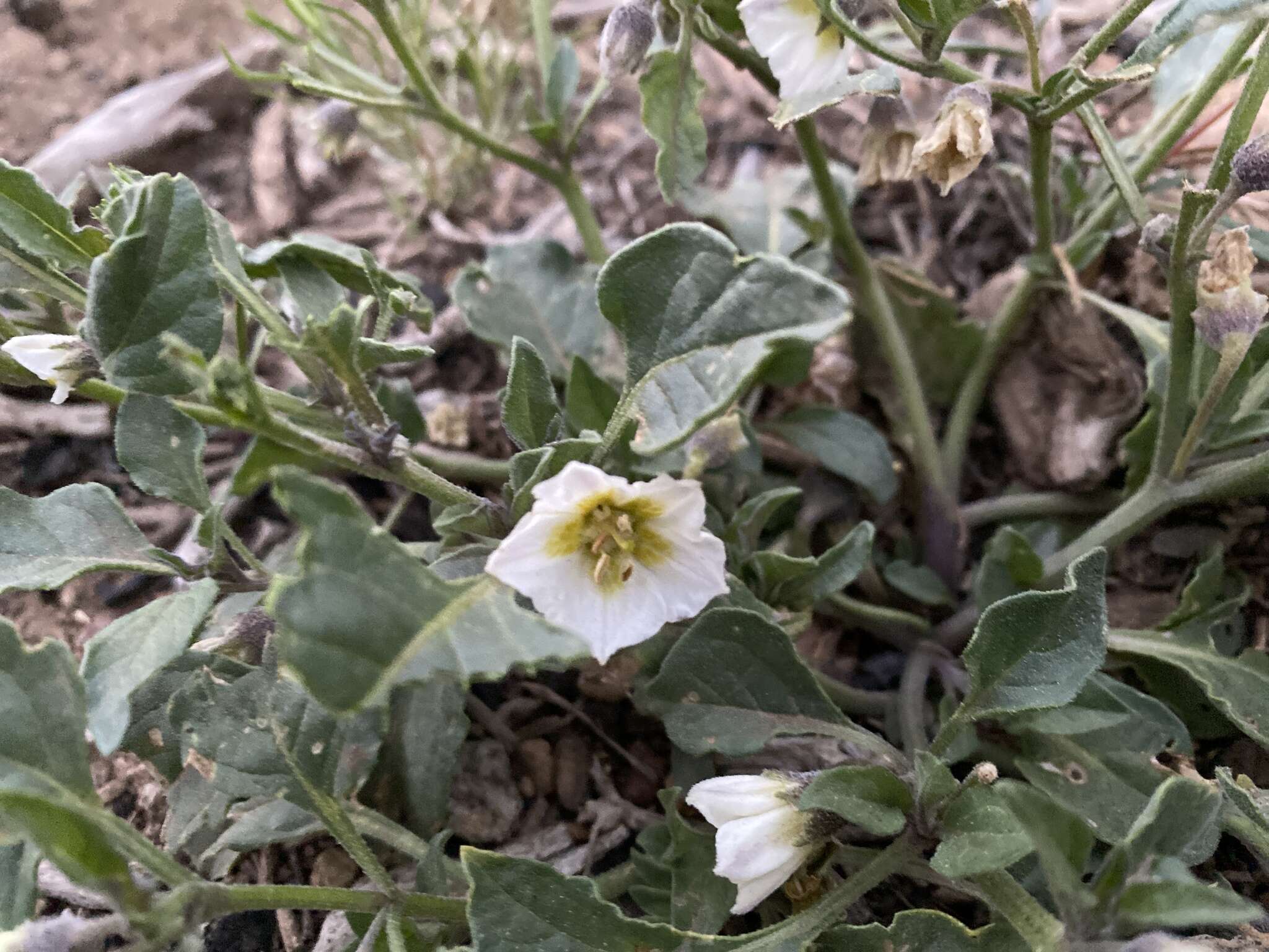 Image de Leucophysalis nana (A. Gray) Averett