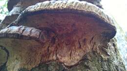 Слика од Ganoderma sessiliforme Murrill 1912