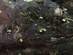 Image of rock babyboot orchid