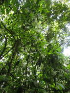 Image of Rudgea jasminoides (Cham.) Müll. Arg.