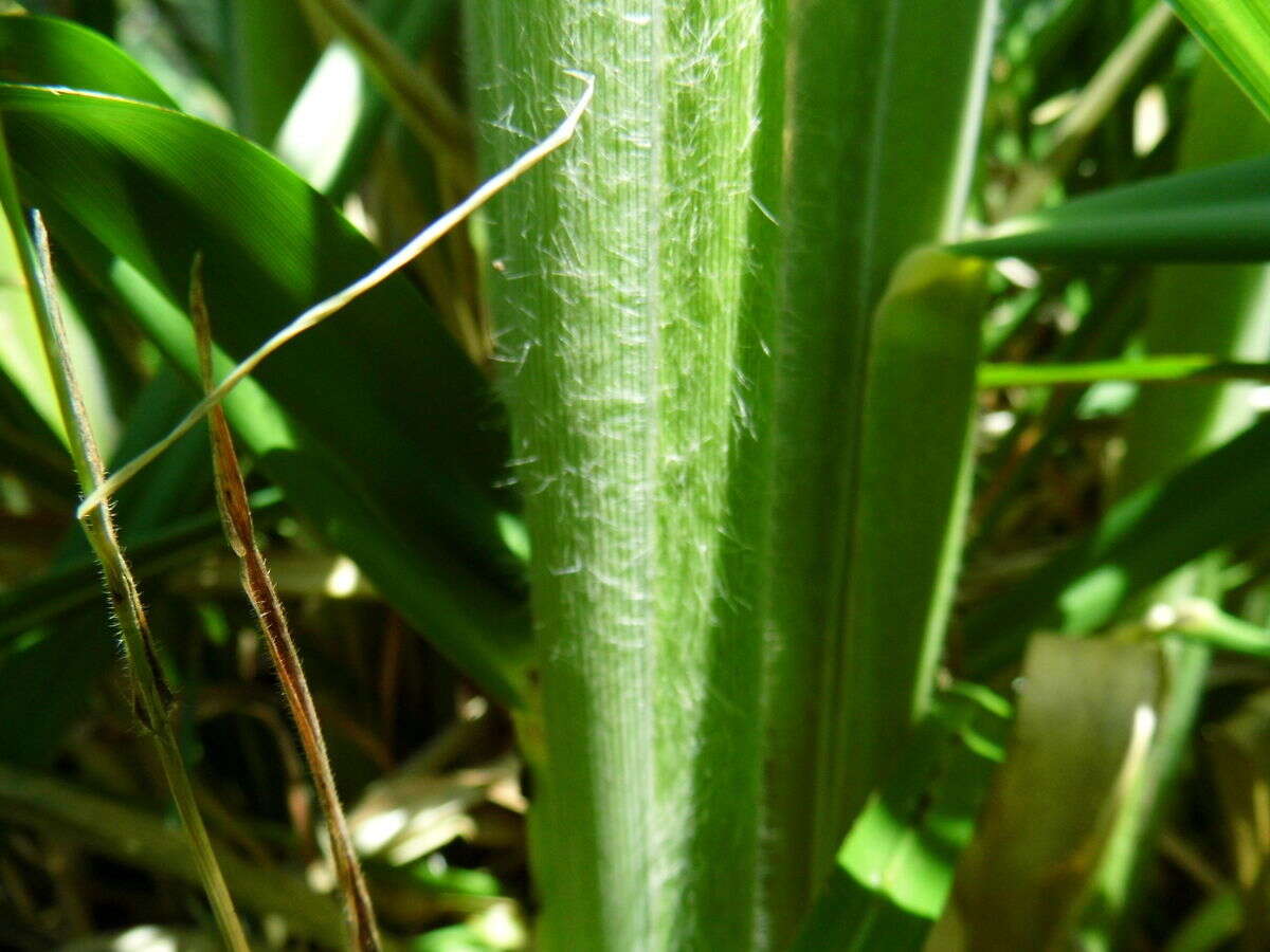 Image of purple pampas grass