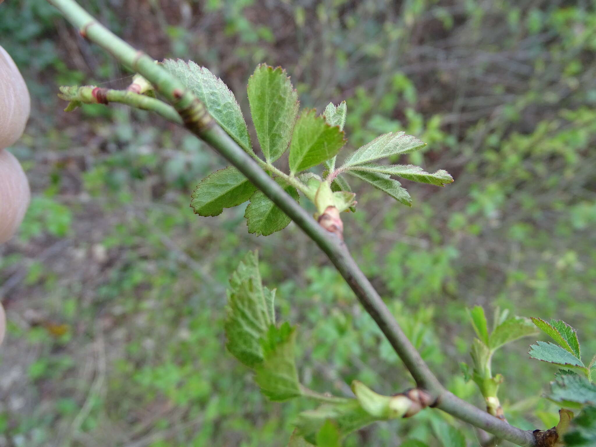 Image de "Rosier à petites fleurs, Églantier à petites fleurs"