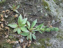 Image of Echeveria mucronata Schltdl.