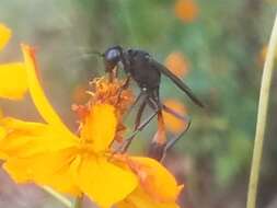 Слика од Ammophila nigricans Dahlbom 1843