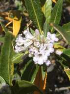 Image of hairy yerba santa