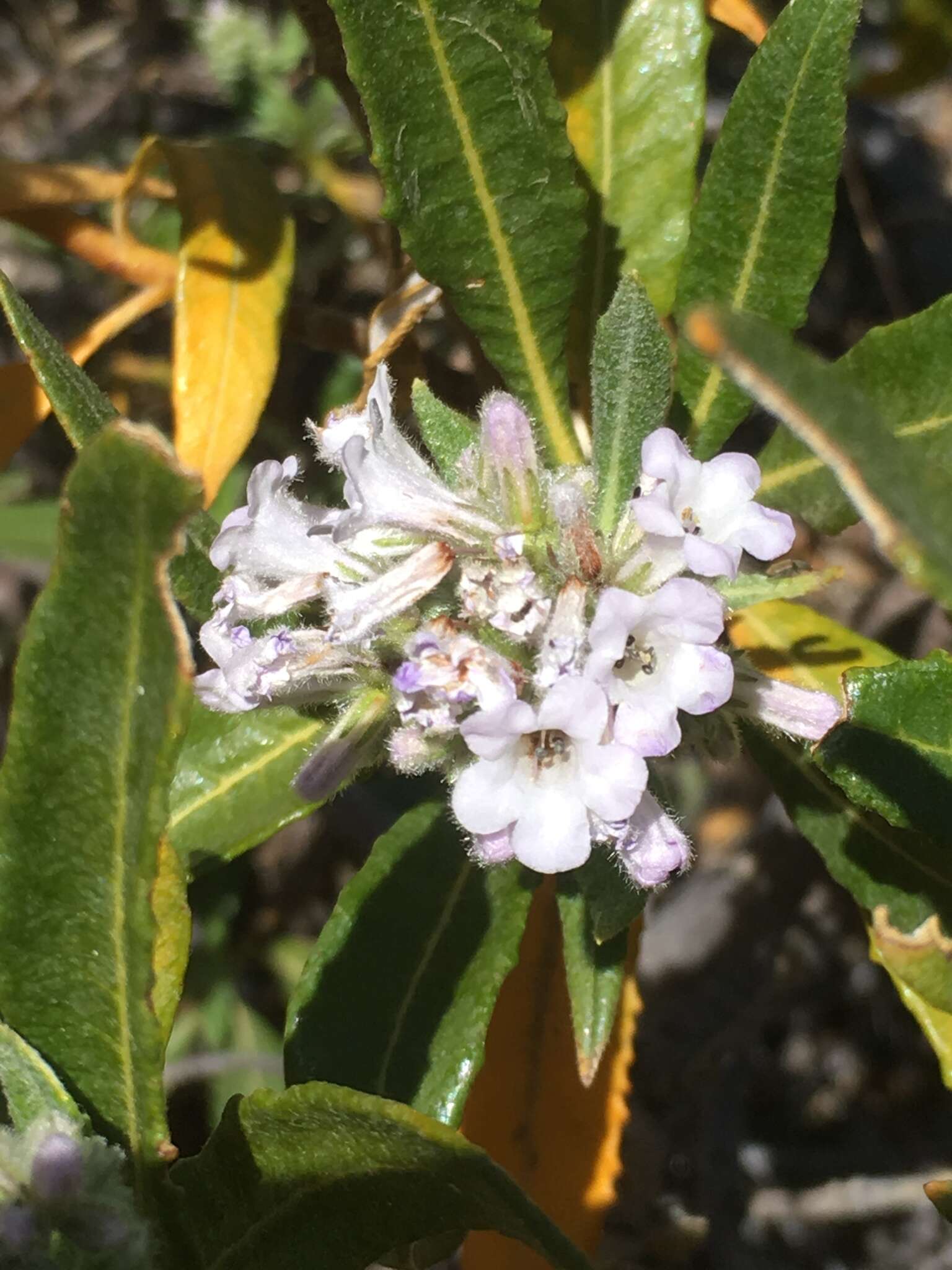 Plancia ëd Eriodictyon trichocalyx A. A. Heller