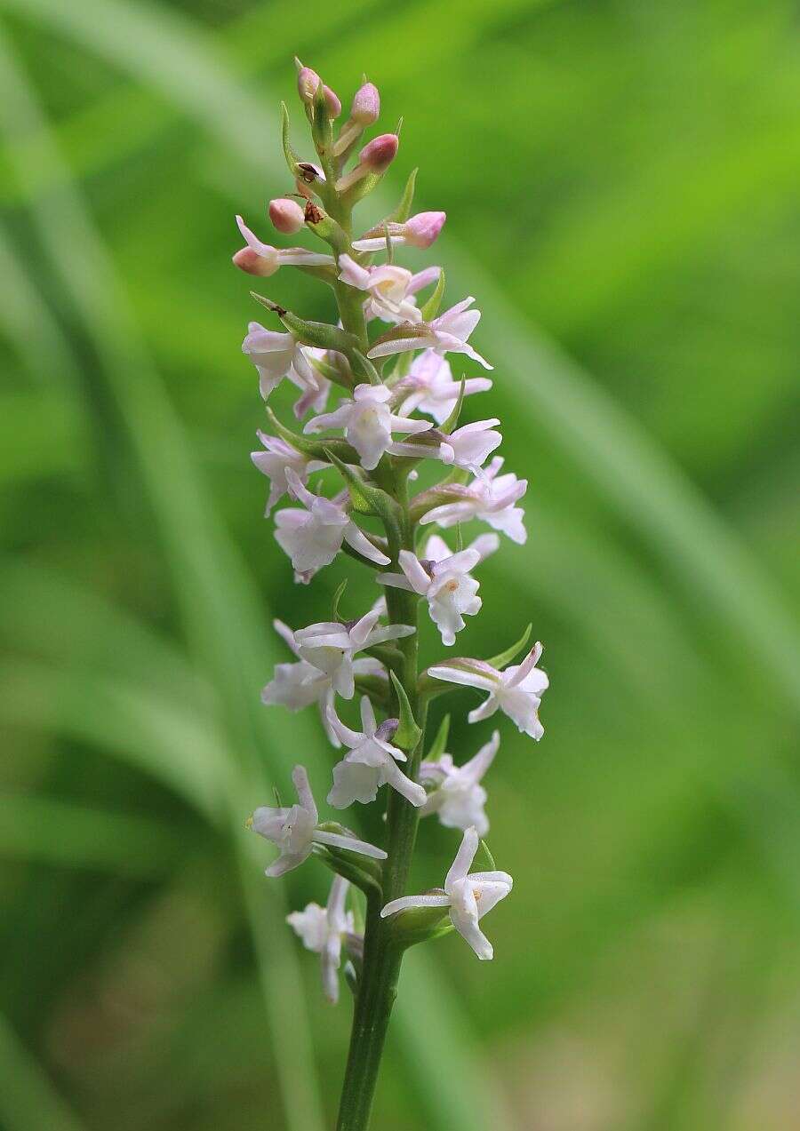 Image of Short spurred fragrant orchid