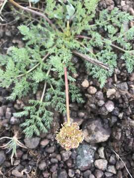 Lomatium quintuplex M. A. Schlessman & L. Constance resmi