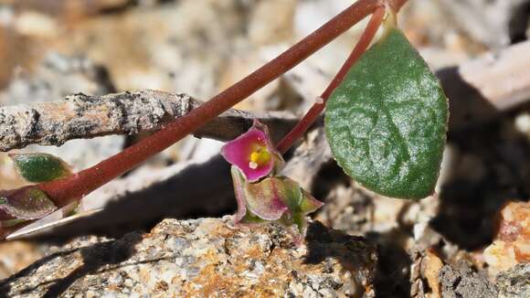 Image of Arizona pussypaws