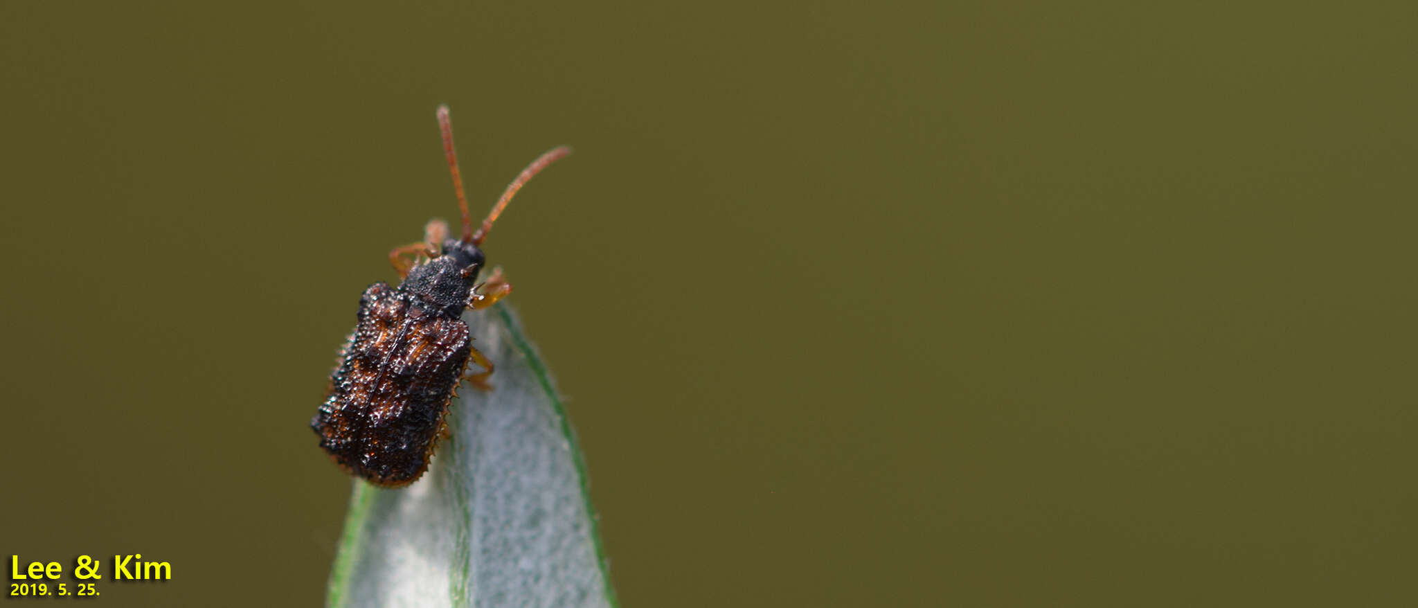 Image of Dactylispa angulosa (Solsky 1872)