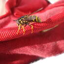 Image of Chrysotoxum fasciata