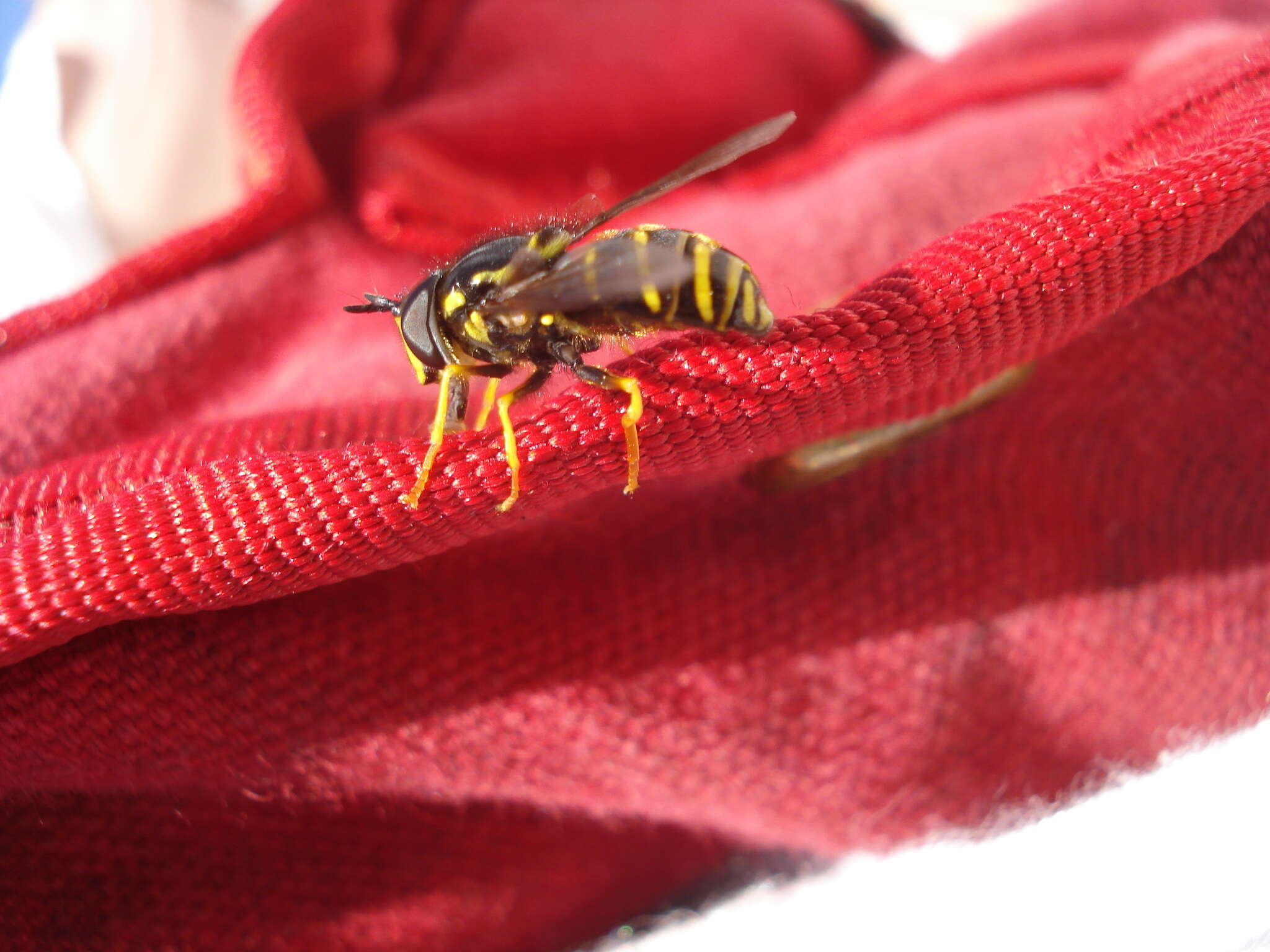 Image of Chrysotoxum fasciata