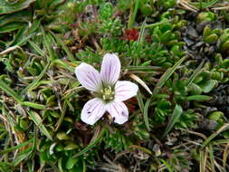 Image of Geranium multipartitum Benth.
