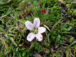 Sivun Geranium multipartitum Benth. kuva