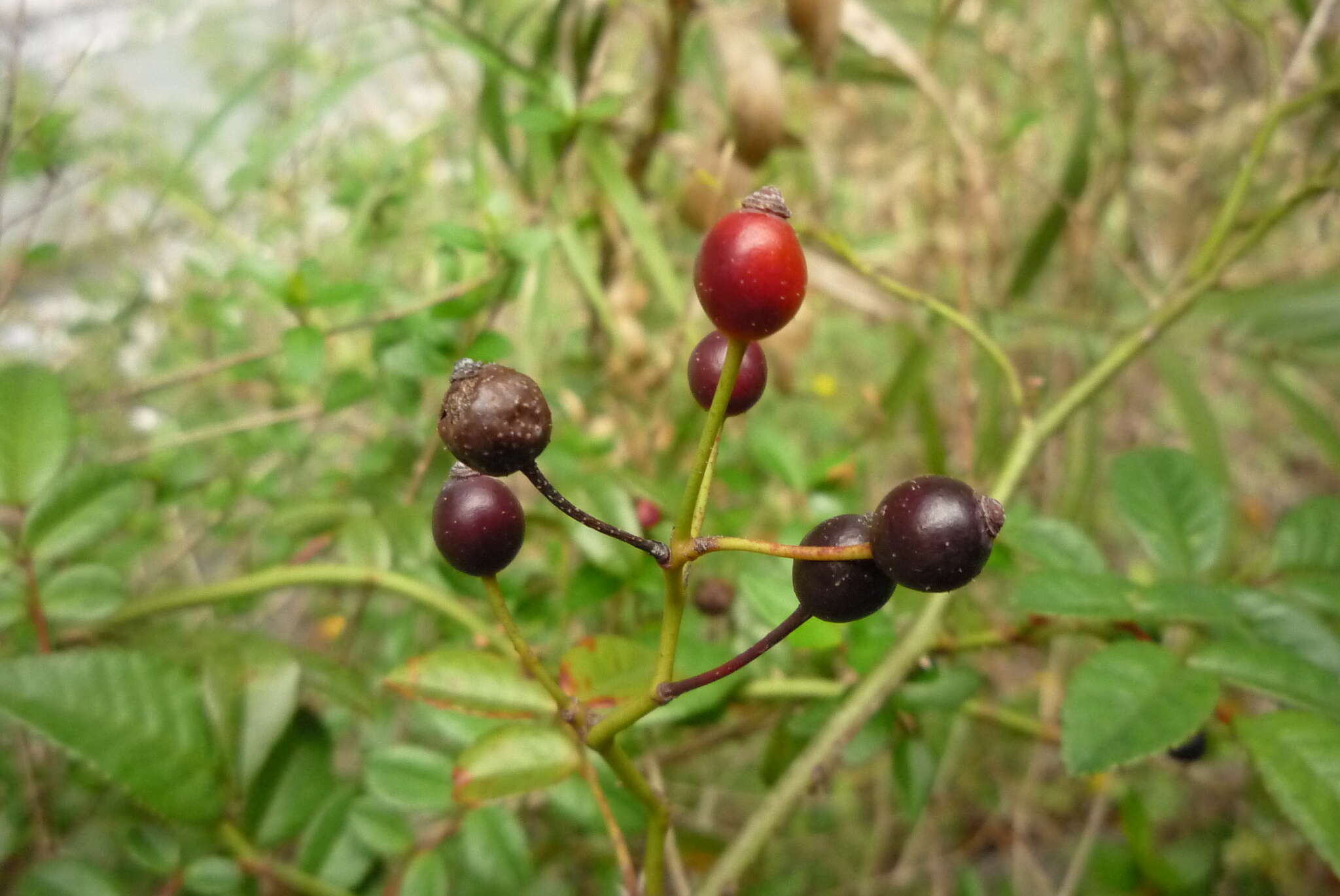 Rosa pricei Hayata resmi