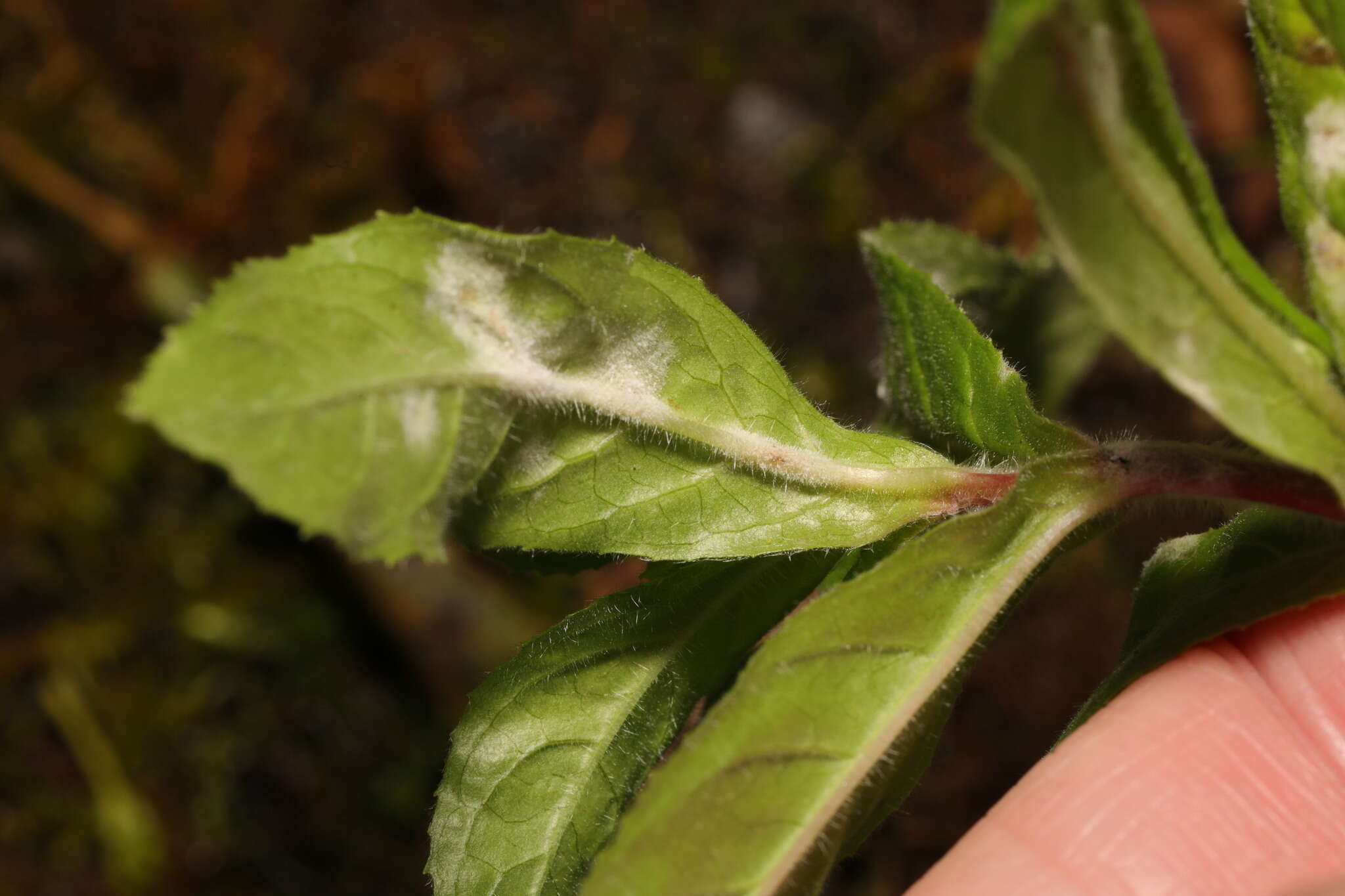 Podosphaera epilobii (Wallr.) de Bary 1870的圖片