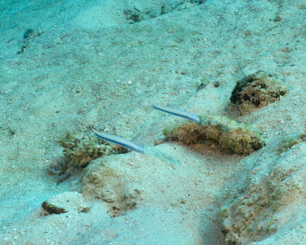 Image of Blue hana goby