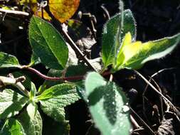 Image of Common Honeysuckle