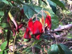 Image of Kennedia rubicunda Vent.