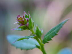 Image of Gonocarpus tetragynus Labill.