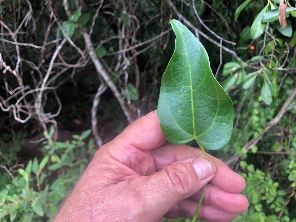 Imagem de Sarcopetalum harveyanum F. Müll.