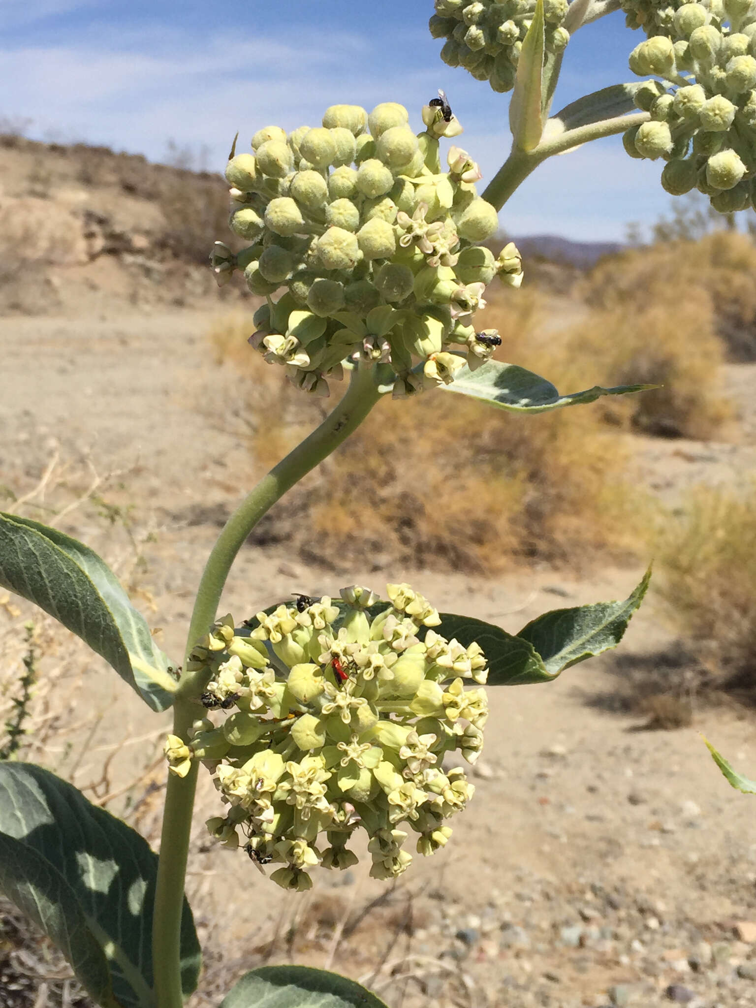 Asclepias erosa Torr.的圖片