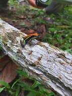 Image of Cainarachi Poison Frog