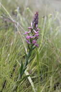 Image of Disa stachyoides Rchb. fil.