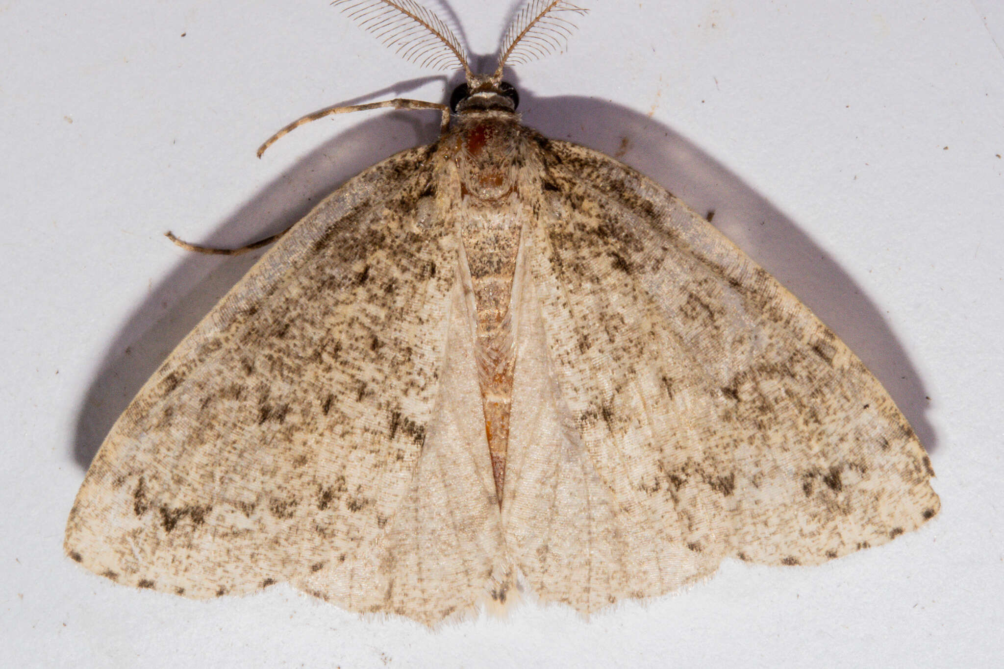 Image of Pseudocoremia rudisata ampla