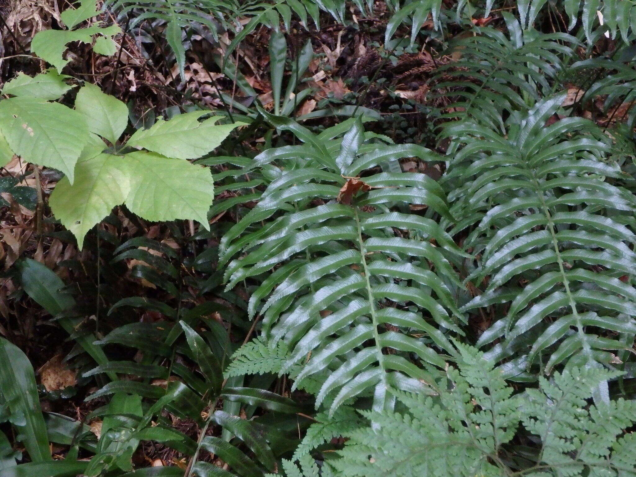 Plancia ëd Plagiogyria japonica Nakai